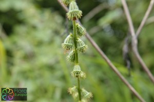 agrimonia eupatoria (800 x 1200).jpg_product_product_product_product_product